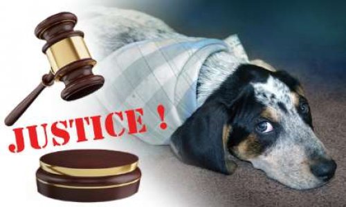 Une vraie justice pour les animaux