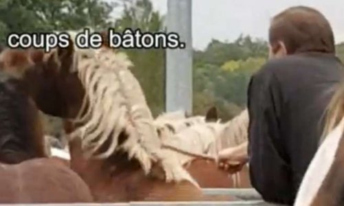 Interdiction de la Foire de Maurs acquisition du statut d'animal familier pour le cheval