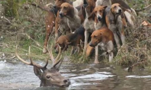 En finir avec la chasse à courre, usage d'un autre âge.