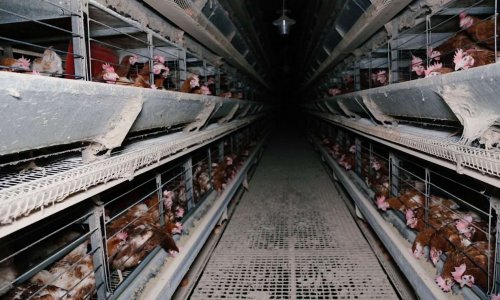 Libérez plusieurs millions de poules avec un étiquetage du mode d’élevage sur les œufs utilisés dans les produits transformés. Vote à l’Assemblée nationale imminent