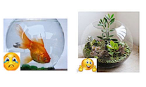 STOP au BOCAL A POISSON, oui au BOCAL BOULE pour déco