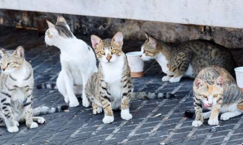 Le maire d'IDS SAINT ROCH veut faire euthanasier les chats errants de sa commune