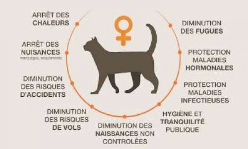 Pétition : Pour la stérilisation des chats errants d'Hazebrouck