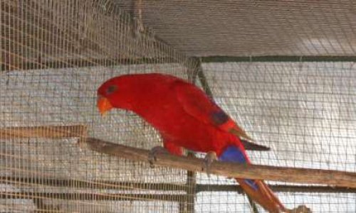 Modifier l'arrêté du 8/10/2018 concernant la détention et l'élevage d'oiseaux exotiques