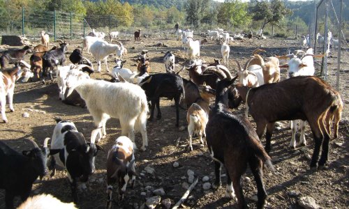 Déménagement d'un refuge pour le sauvetage d'animaux de ferme et de compagnie