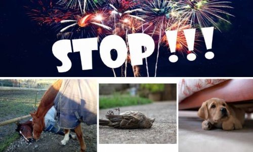 Les feux d'artifice, source de stress, de pollution et de mort de nombreux animaux, INTERDISONS LES !