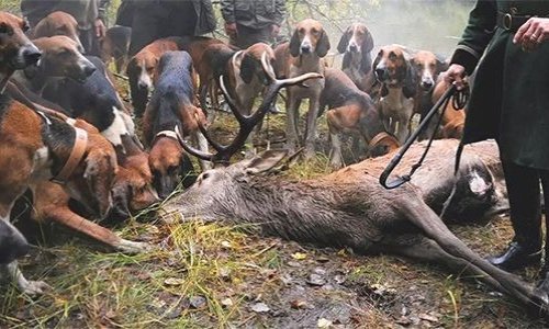 Pétition : ABOLITION de la chasse à courre