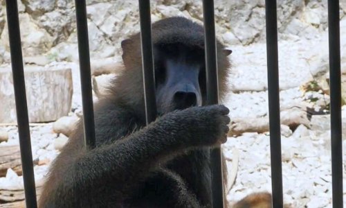 Zoo de la Citadelle, stop à la captivité animale !