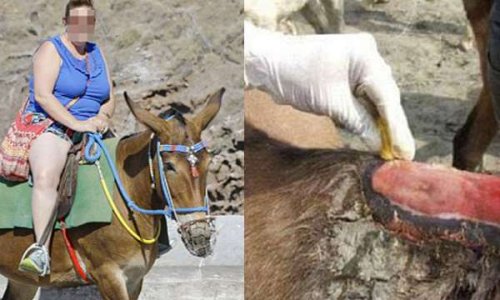 Arrêter la maltraitance des ânes à Santorin