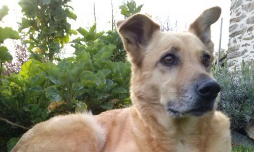 Pétition : Justice pour ma chienne Gaia, dévorée sous mes yeux par les 3 chiens de mes voisins (50)