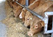 Halte à la mort des bovins due aux canettes déchiquetées dans le foin
