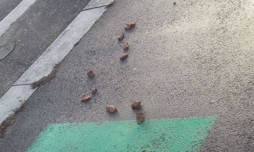 STOP aux déjections canines ce fléau pour lequel vous ne vous engagez pas !