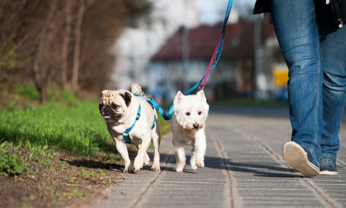 Lettre citoyenne : Prise en compte de la cause animale par les services de la ville.