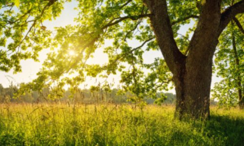Pétition : Protégeons nos arbres et nos forêts de Haute-Marne !