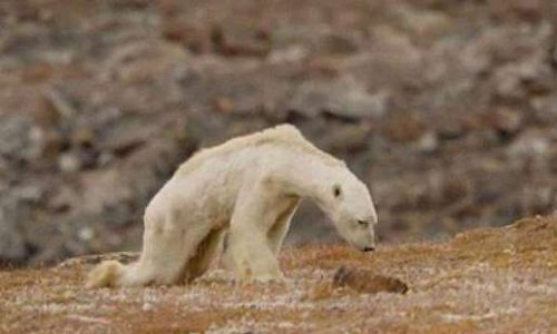 Poème "L'ours blanc": Appel pour agir, enfin, vraiment, urgemment, contre le réchauffement climatique