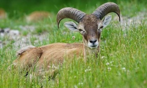 Non &agrave; l'extermination des moufflons