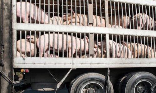 Pour interdire toutes les importations d'animaux sauvages de Chine
