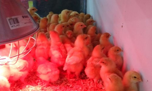 Laisser ouvert les magasins d'alimentation animal