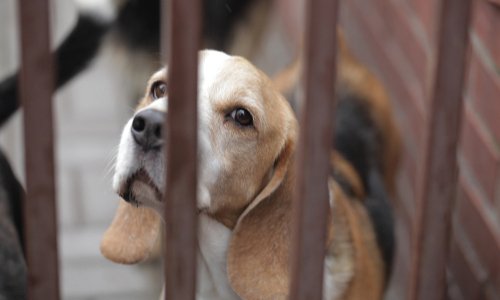 Pétition : NON à la barbarie que vivent les animaux sur les marchés en CHINE et ailleurs !