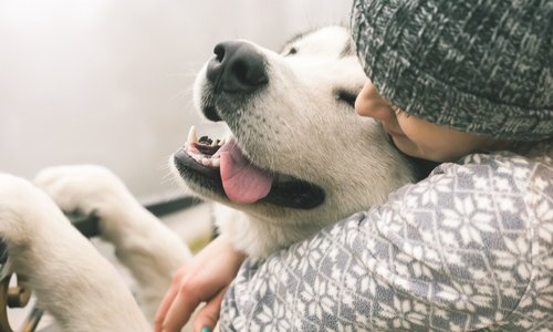 Demande de retrait et de rectification de l'article "un chien et un chat testés positifs au coronavirus : faut-il s'inquiéter ?" !
