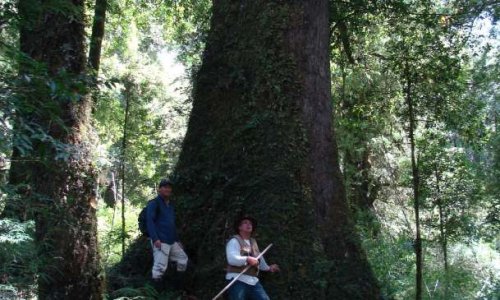 Protégeons les forêts primaires de la Planète Terre