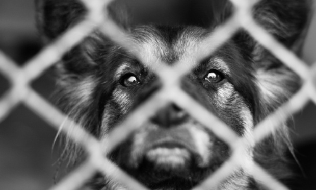 Fichage des personnes qui abandonnent et maltraitent les animaux