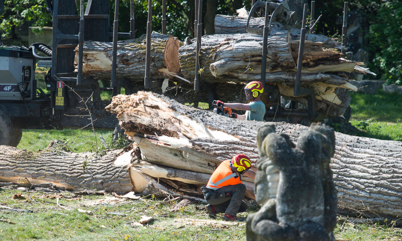 Destruction d'un arbre centenaire en plein coeur du confinement
