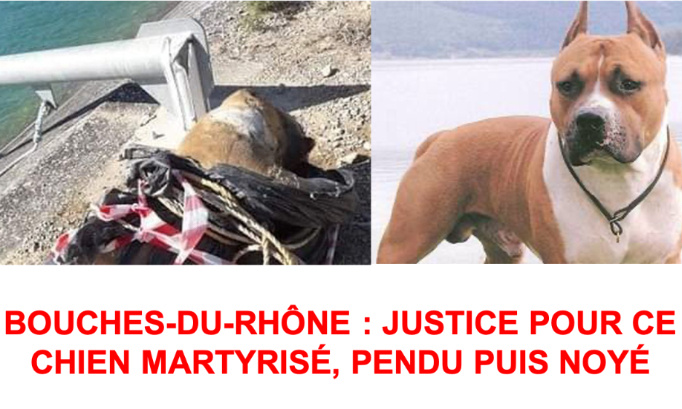 JUSTICE POUR CE CHIEN MARTYRIS&Eacute;, PENDU PUIS NOY&Eacute;