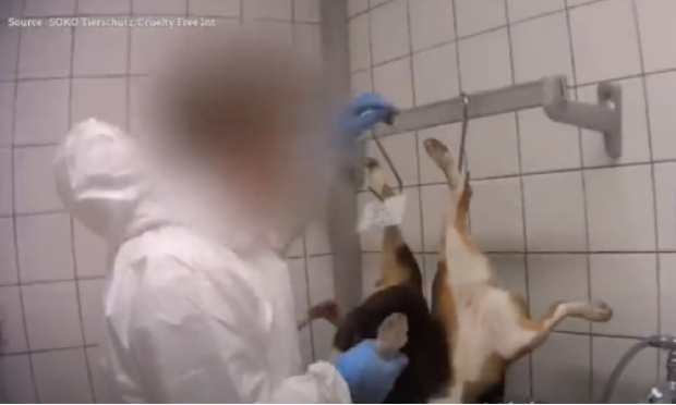 Le Beagle Marshall : Une marque de chiens reproduits pour la torture