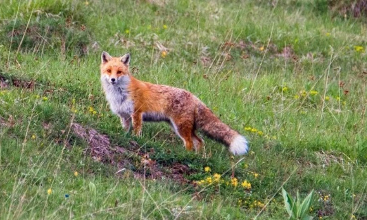 Pétition : Stop à la chasse d'été du chevreuil et du renard dans le Jura