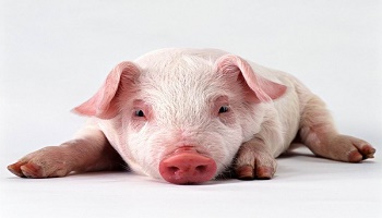 Stoppons la cruauté envers les porcs