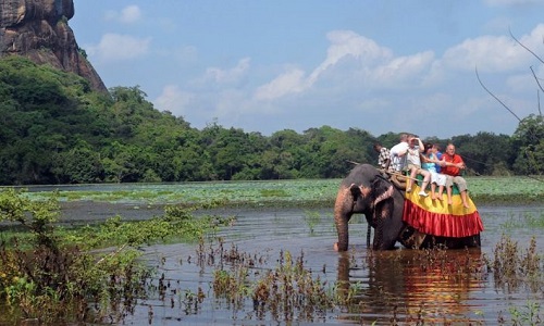 Arrêtons le trafic des élephants en Thaïlande