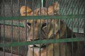 Sauvons les animaux du zoo d'Arabie Saoudite
