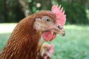 Modification de la réglementation municipale afin de pouvoir posséder des poules comme animal domestique