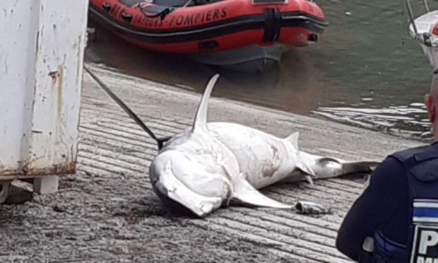 STOP à l’abattage des requins en Nouvelle Calédonie