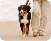 Accord des autorités militaires pour la promenade des chiens  en terrain protégé