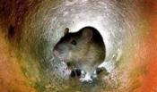 Stop au rats dans le quartier du Val-Fourré, Mantes-la-Jolie Yvelines (78)