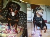 Pour l'abolition de la loi contre les Molosses de catégories 1 et 2 !