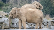 Non à l'euthanasie des éléphantes de Lyon