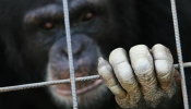 Stop à la maltraitance de ce primate !