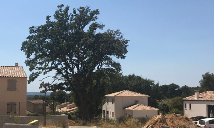 Sauver un arbre centenaire