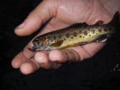 Sauvons les truites de l'île la Réunion.