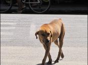 Non à l'extermination, oui à la stérilisation des chiens en Guyane