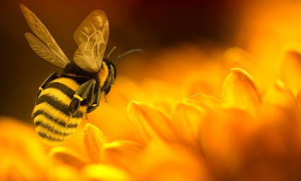 Vous autorisez les pesticides sur les betteraves ? Je n'en achète plus ...