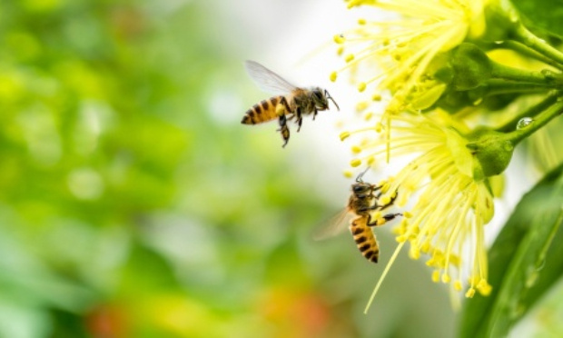 Pétition : Arrêtez immédiatement de tuer nos abeilles en réautorisant les pires pesticides