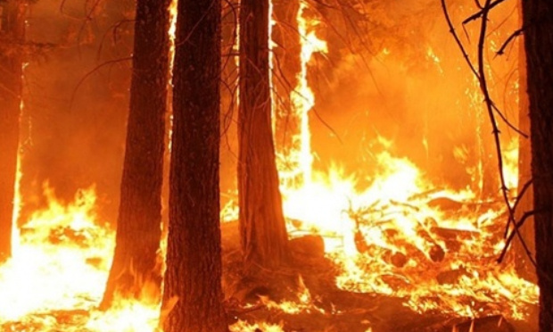 Les forêts françaises brûlent ! Ne les laissons pas dépérir dans des incendies !