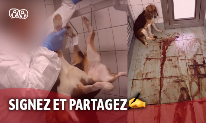 Aidez-moi à faire avancer ce combat : Stop aux expérimentations animales ! Aidez-moi à faire avancer ce combat : Stop aux expérimentations animales !