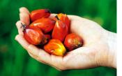 Etes-vous pour ou contre l' huile de palme ?