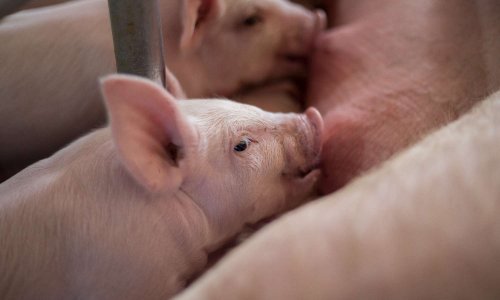 Êtes-vous POUR ou CONTRE la SUPPRESSION de la ferme industrielle de 17.000 porcs à Escoube en Bearn ?