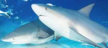 Ile de la Réunion : faut-il abattre massivement les requins ?